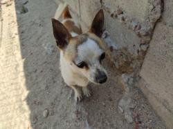 Chihuahua refuge 2