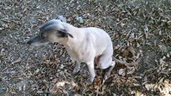 Whippet blanche 2